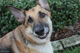 Prudy Olsen Image of Dog